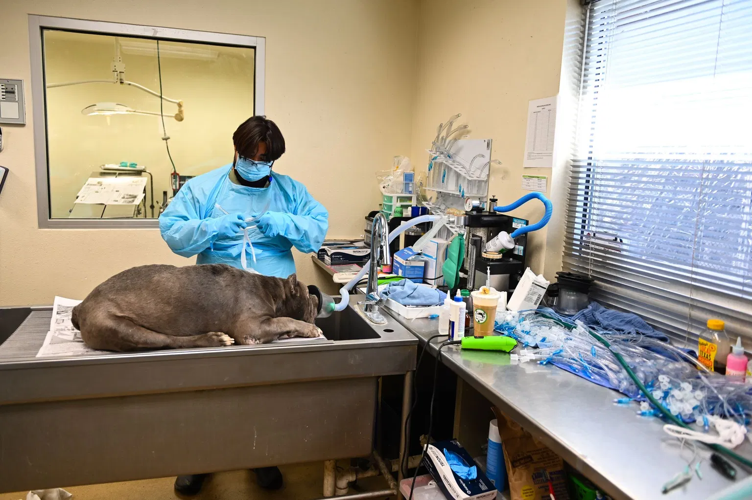 San Antonio's Pet Care Revolution: $15M Vet Hospital, New Shelters & Adoption Events
