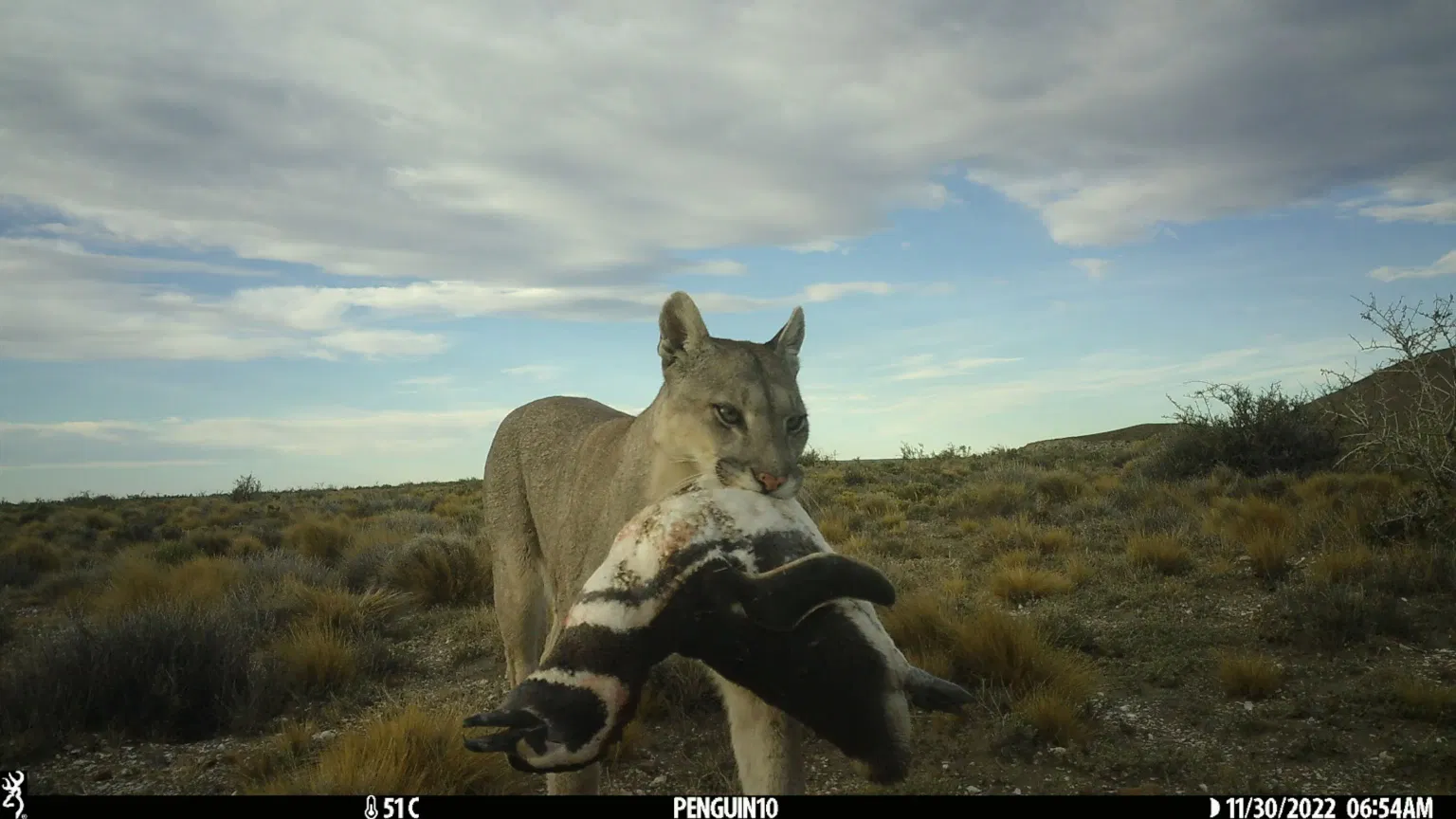 Pumas Hunting Penguins: How Big Cats Changed Their Social Behavior in Patagonia