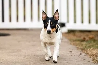Teddy Roosevelt Terrier Gains AKC Recognition: What Pet Owners Need to Know