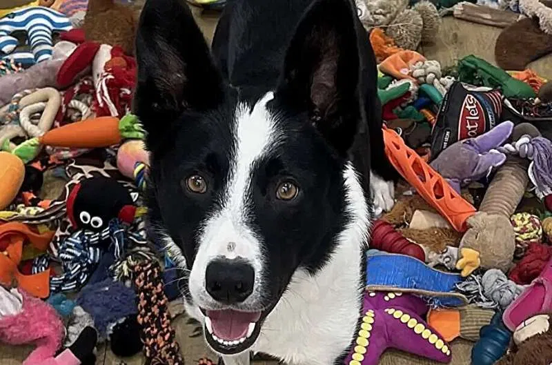 Genius Dogs: Study Reveals 3 Key Traits That Make Canines Extraordinary