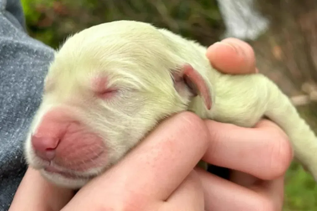 Golden Retriever Puppies Go Viral: From Green Fur to Proposal Permission