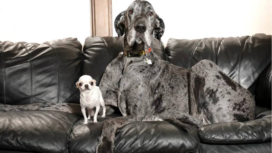 World's Tallest Dog Meets Smallest Dog: Giant Great Dane and Tiny Chihuahua Playdate