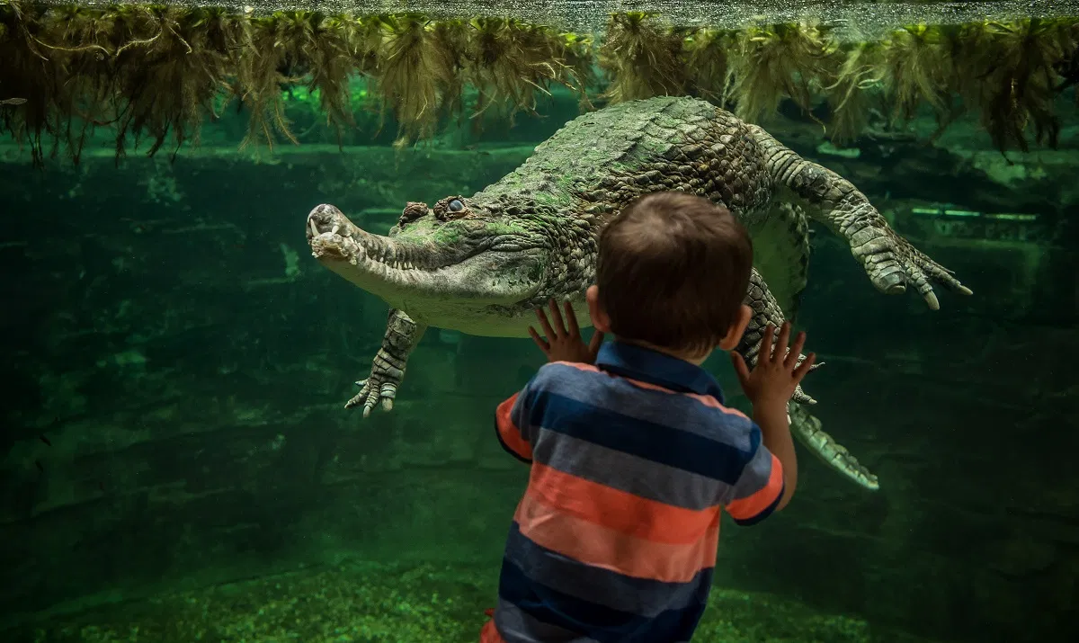 How Zoo Financial Pressures and Tech Innovations Are Changing Pet Care