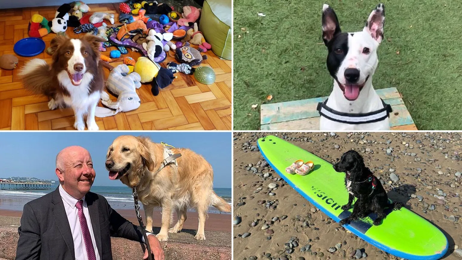 Dog Breakthroughs 2024: From Longevity Drugs to Heroic Canines