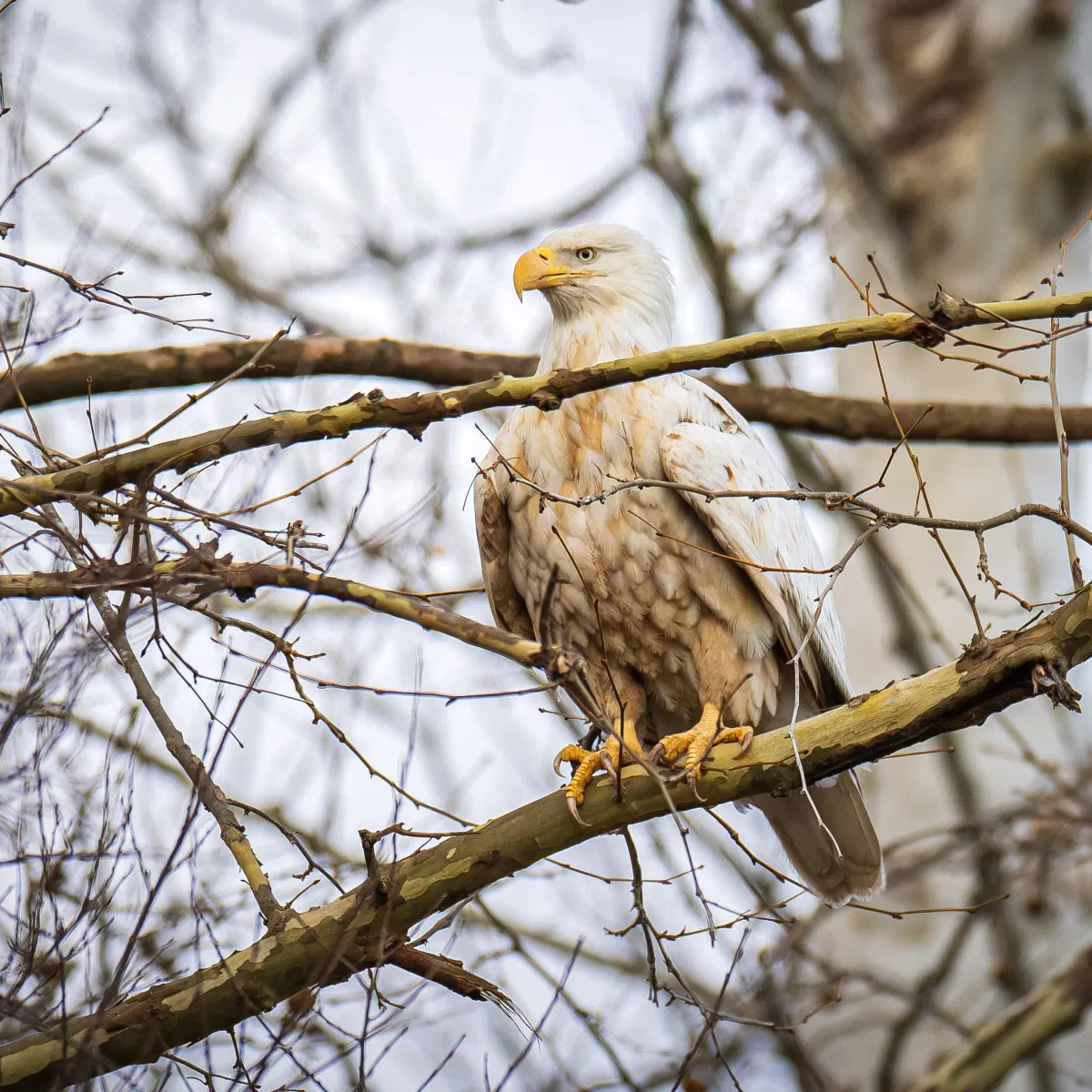 Rare White Bald Eagle Photographed in Missouri: What Bird Lovers Need to Know