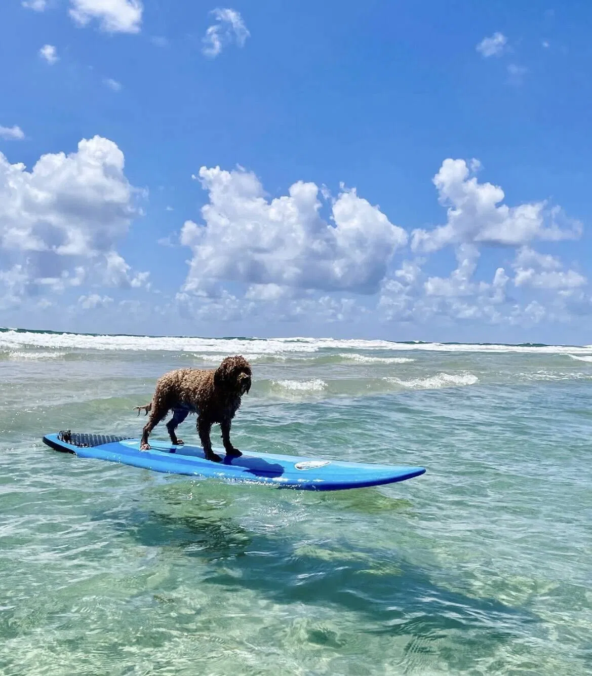 Cavoodle: Australia's Top Dog Faces Behavior Study Concerns