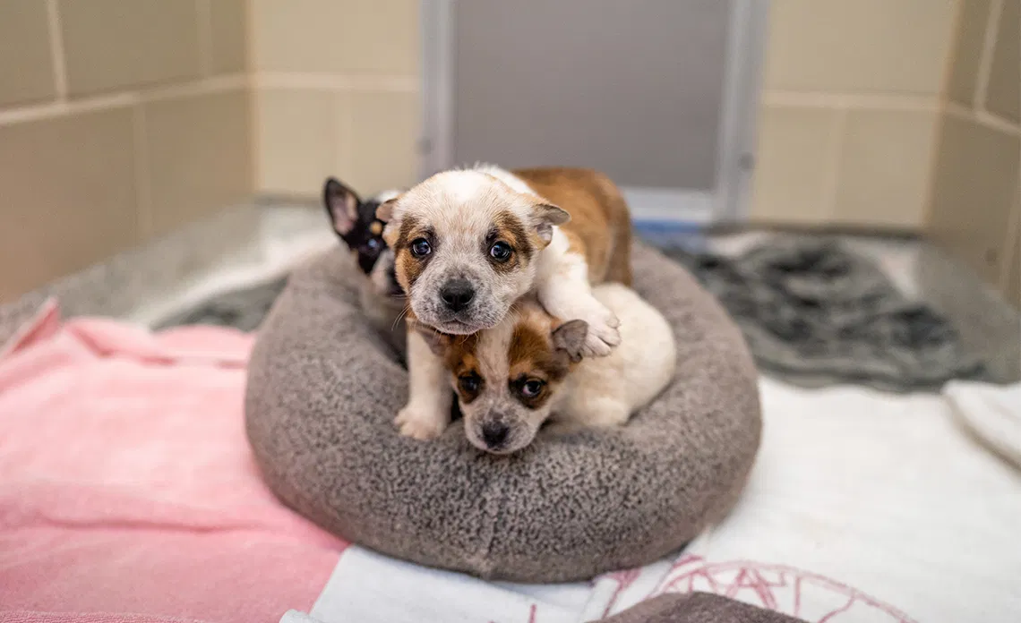 National Puppy Day 2025: Celebrating Puppies and Promoting Adoption
