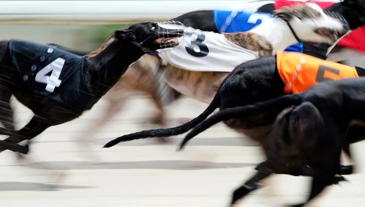 New Zealand Bans Greyhound Racing: What It Means for the Breed and Pet Owners