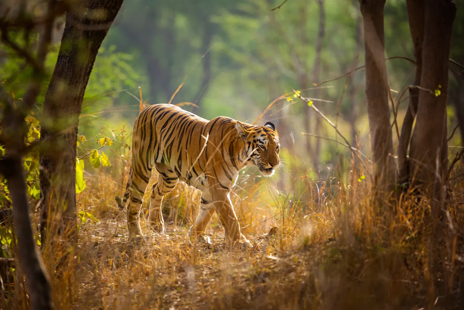 Tiger Trafficking Crisis: 9 Big Cats Seized Monthly as Exotic Pet Trade Fuels Decline