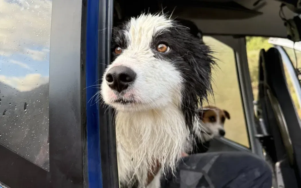Molly the Border Collie's Miraculous Rescue: A Week Lost in New Zealand Wilderness