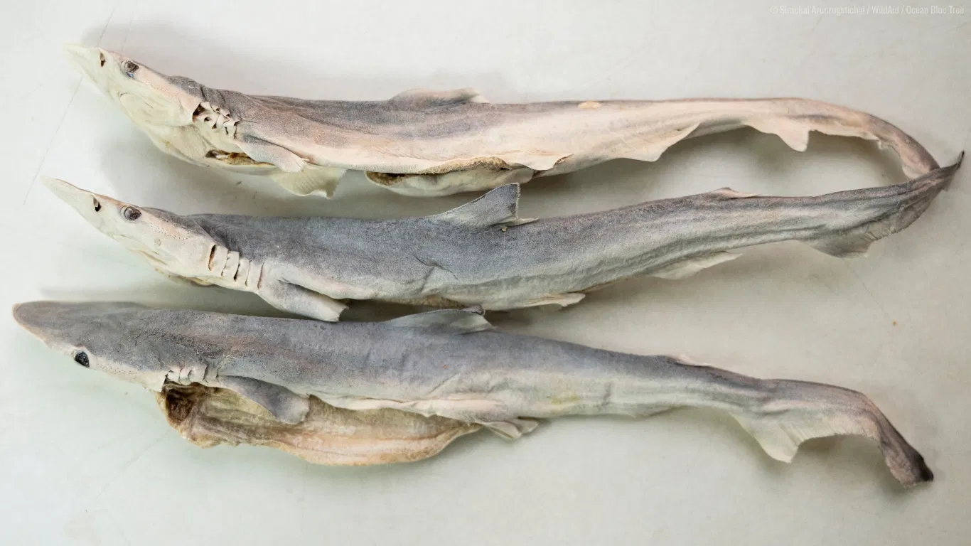 Study Reveals Unsafe Arsenic Levels in Shark-Based Pet Treats