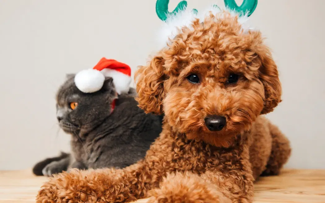 Pet Sitting Industry Transforms: New Global Standards Meet Holiday Demand Surge