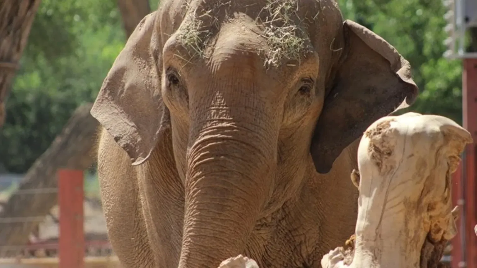Alice the Elephant's Morning Stroll: Zoo Escape Raises Questions About Exotic Animal Care