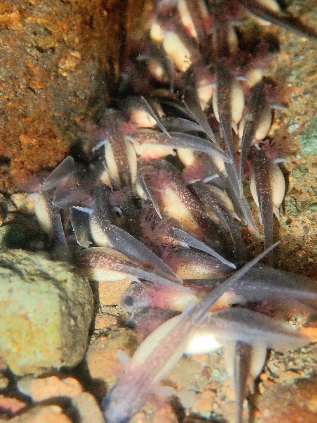 Rare California Giant Salamander Larvae Photographed for First Time - What Pet Owners Should Know