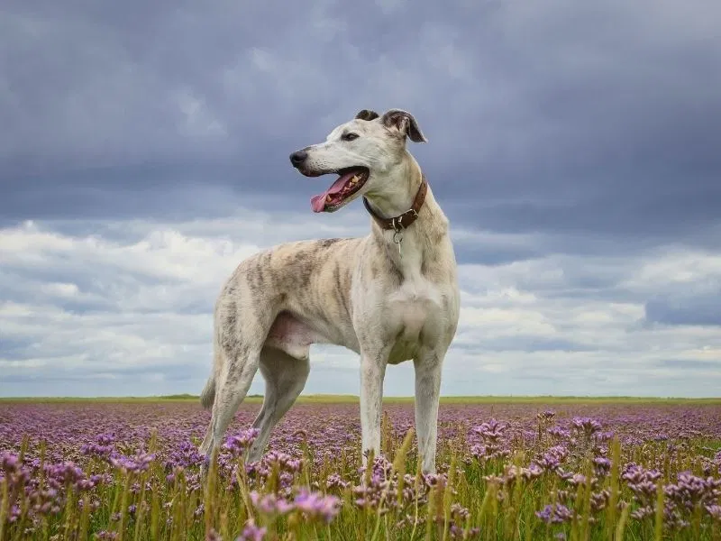 Lurcher Dogs: Breed Guide and the Recent Essex Tragedy That Highlights Responsible Ownership