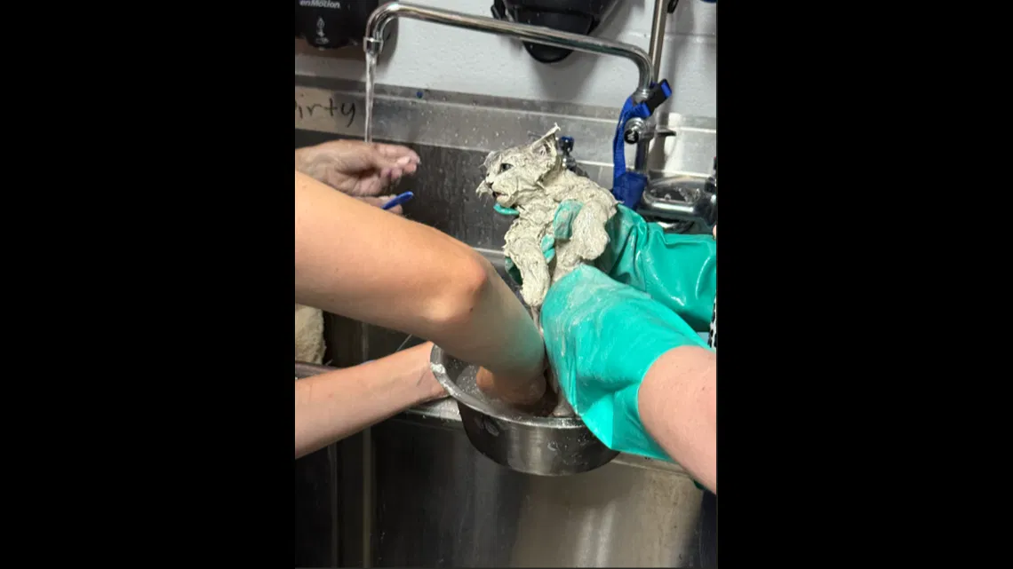 Elmer the Kitten's Miraculous Rescue from Industrial Glue Bucket