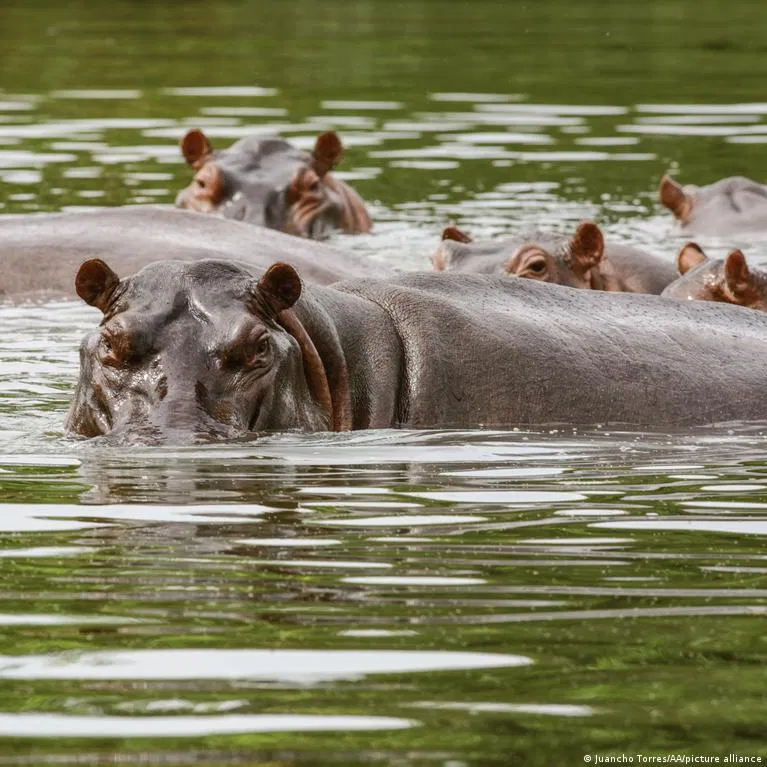 Colombia's Hippo Cull: A Stark Warning About Exotic Pets