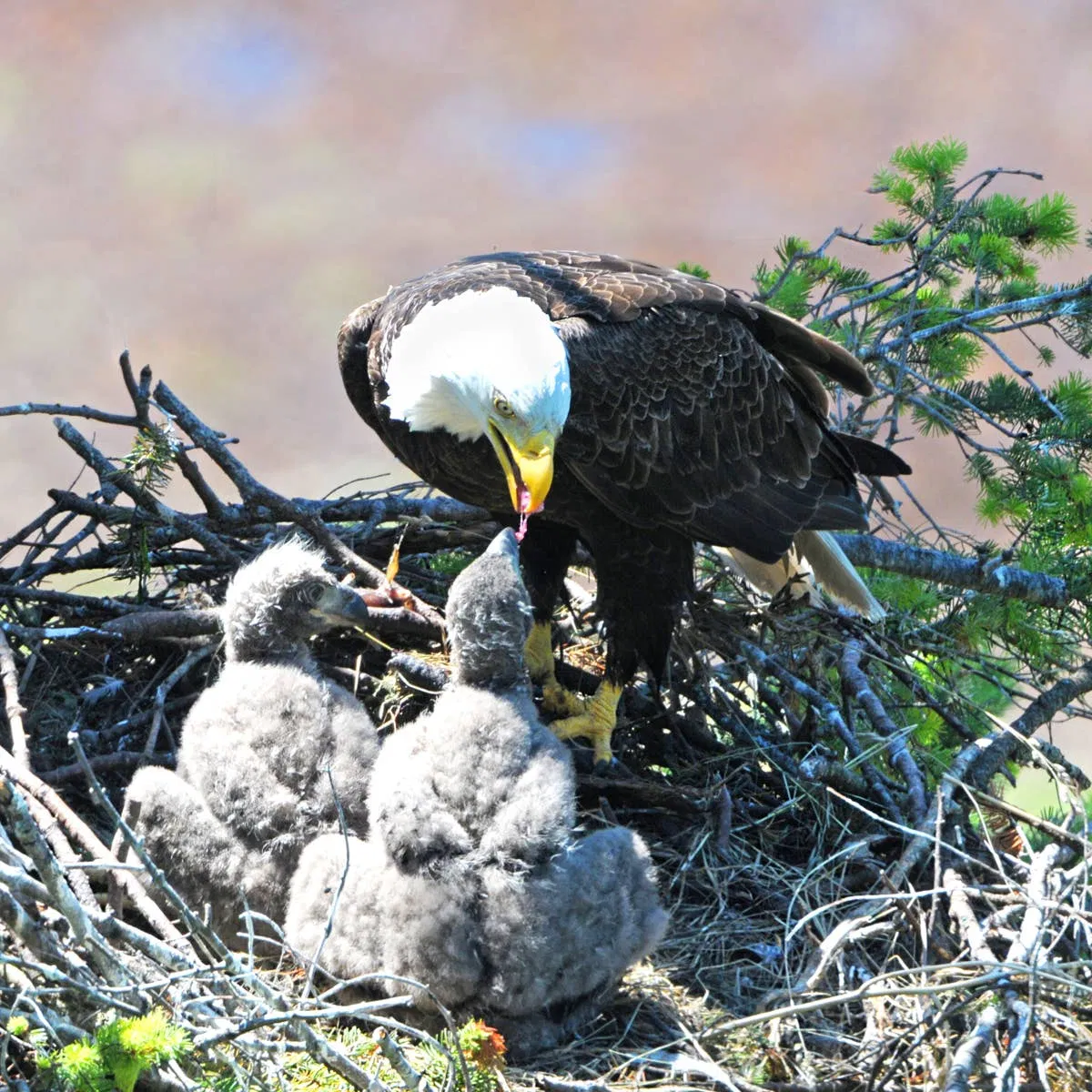 Eaglets Euthanized After Storm: What Pet Bird Owners Can Learn