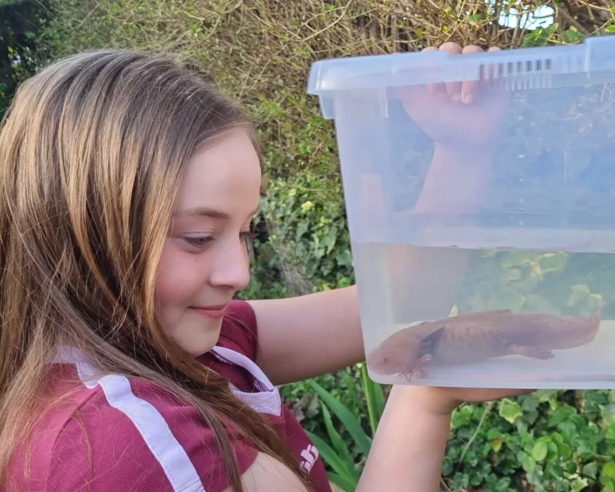 Girl, 10, Finds Rare Mexican Axolotl Under Welsh Bridge — A First for the UK