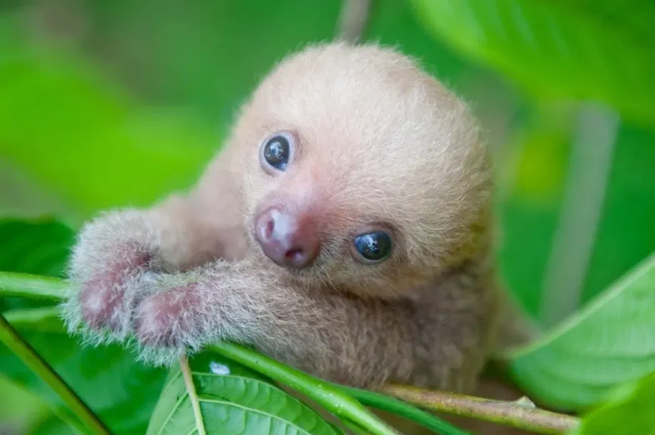 Florida Zoo Captures Adorable Moment Newborn Baby Sloth Meets His Dad for the First Time