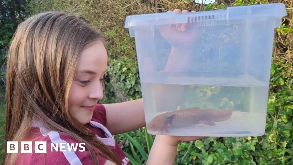Rare Axolotl Found Under Welsh Bridge: Girl, 10, Discovers Critically Endangered Amphibian