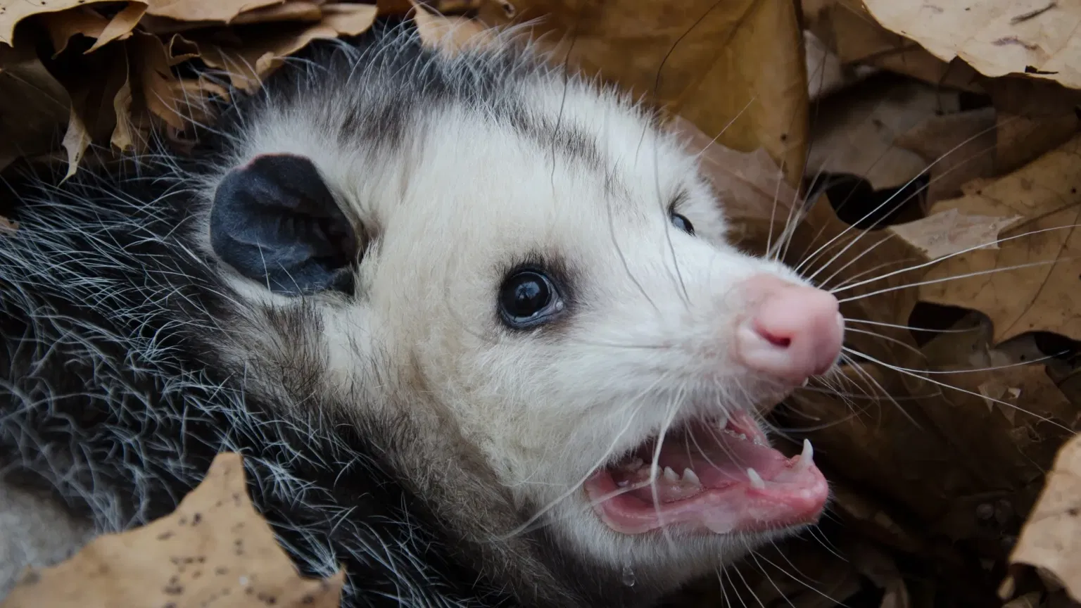 Opossums as Pets: Care Guide and Why These Marsupials Are Making Headlines in Florida