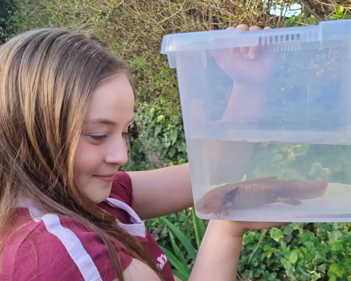 Mexican Axolotl Care Guide: The Complete Guide to Keeping Axolotls as Pets