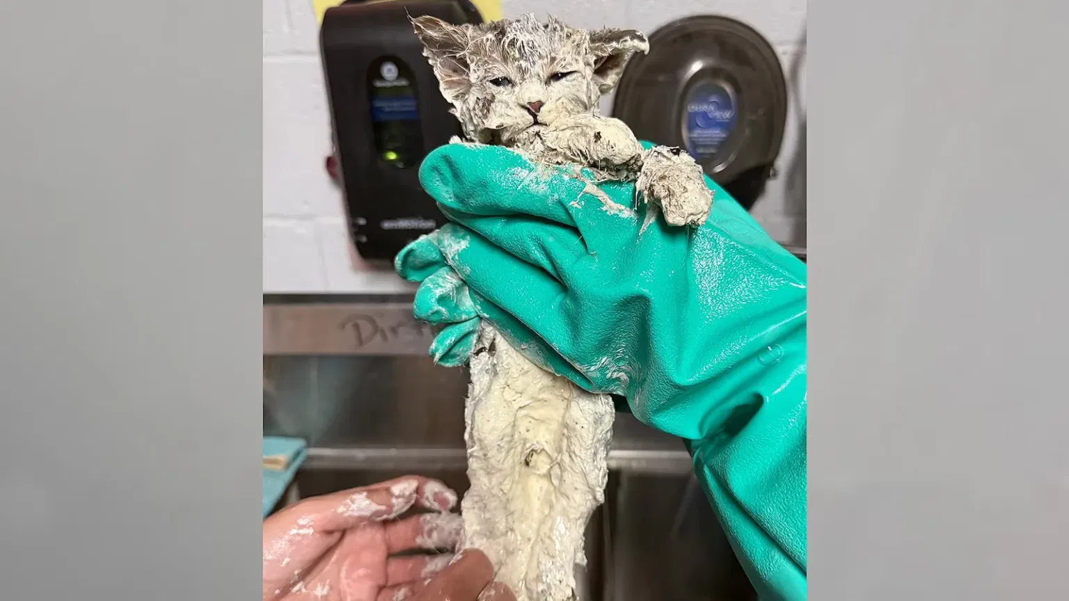 Kitten Rescued From Glue Bucket in Texas Gets a New Name and a New Home
