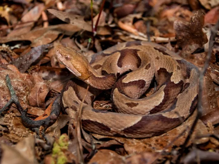Copperhead Snakes and Pets: Safety Tips, Bite Treatment, and Care Guide