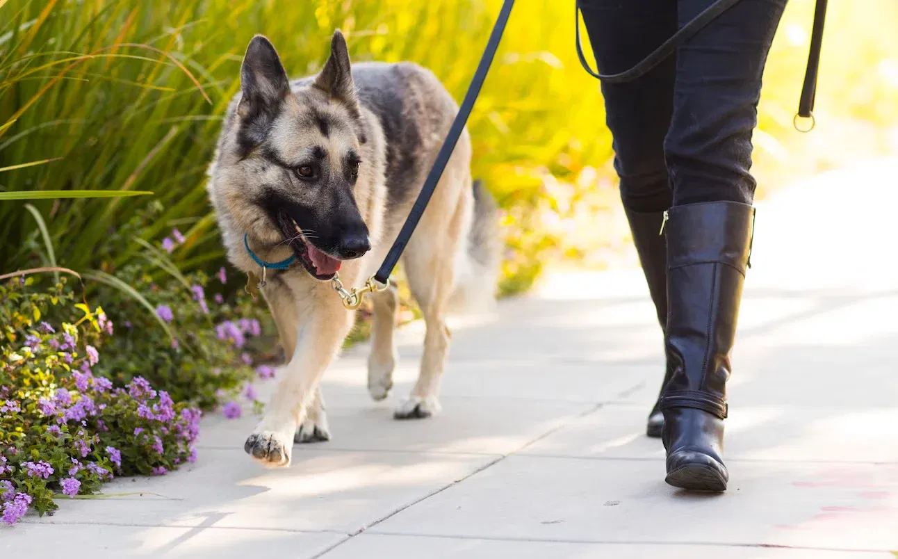 German Shepherd Care Guide: Health, Nutrition, Training & Essential Tips for 2025
