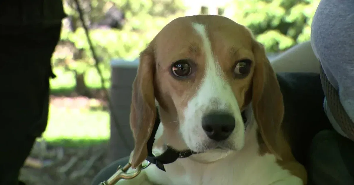 1,500 Beagles Rescued From Wisconsin Research Facility Begin New Lives Across America