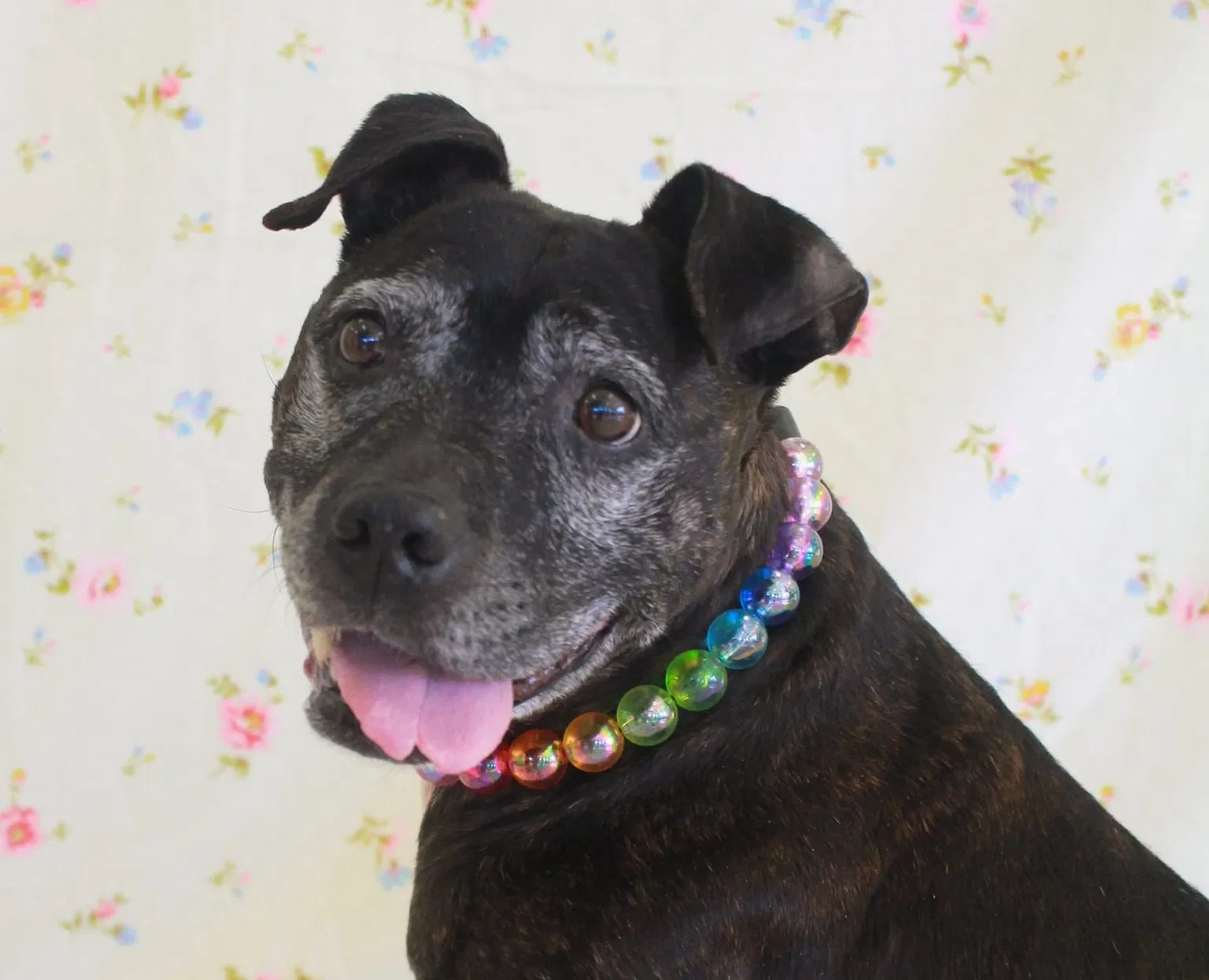 Eve's Death: Danville Humane Society Euthanized Dog Sparks Outrage and Legislation