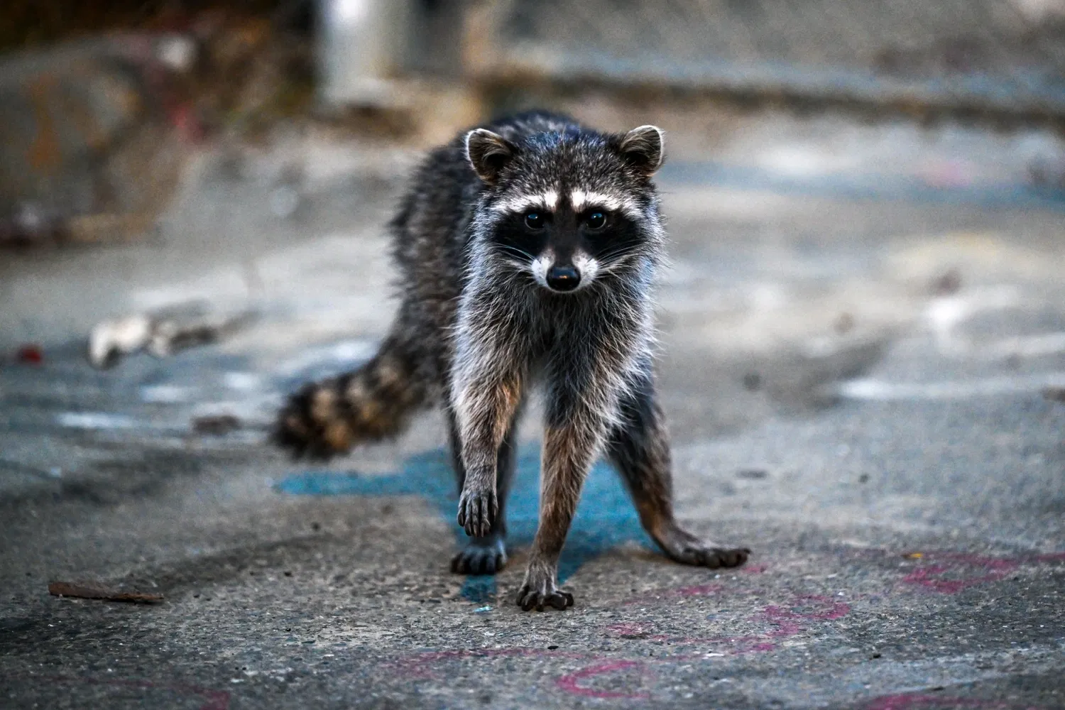 Rabies in Pets: What Every Pet Owner Needs to Know About the 2025-2026 Outbreaks