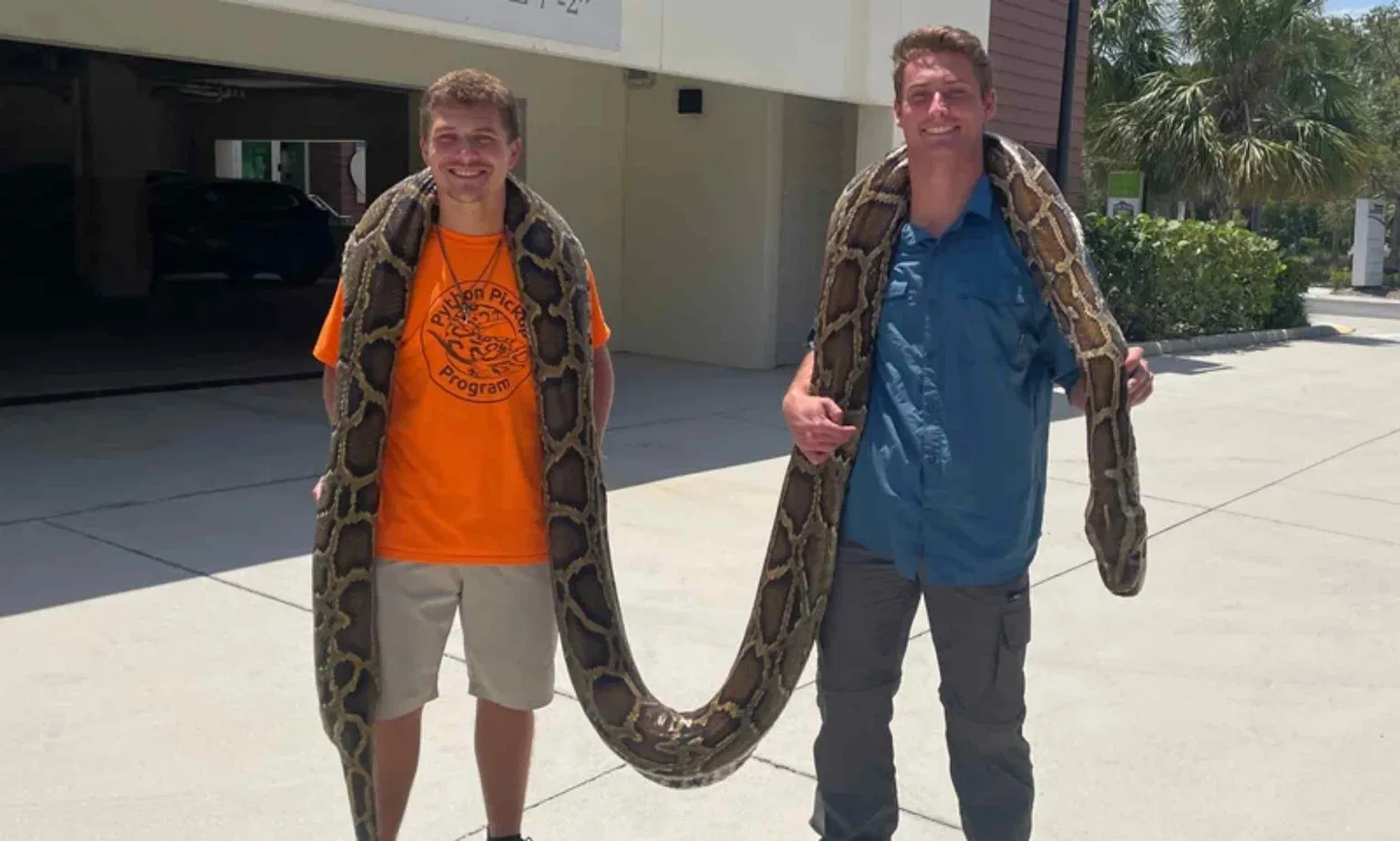 120 Burmese Python Eggs Found in Florida Everglades: What Pet Owners Need to Know