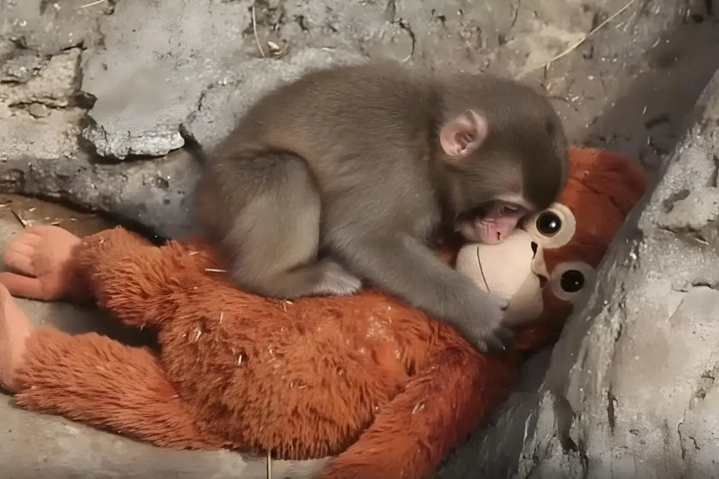 Punch the Monkey: Viral Macaque's Zoo Enclosure Breached by American Tourists