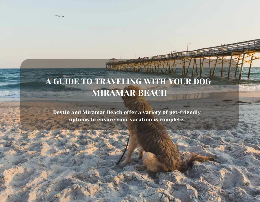 Traveling to Destin with Dogs: The Ultimate Pet-Friendly Guide for 2025