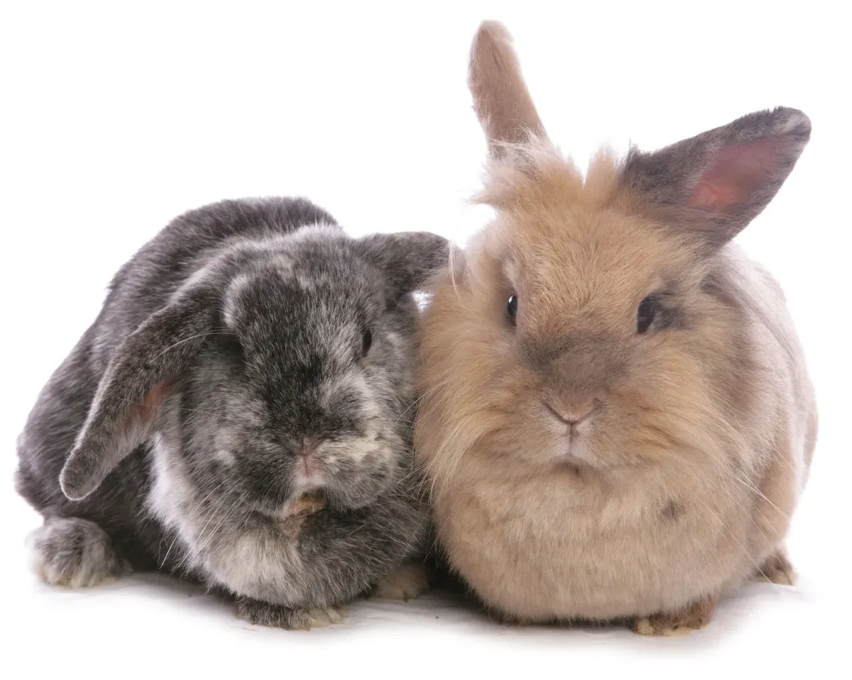 Emotional Support Animals in 2026: What Pet Owners Need to Know About New HUD Rules