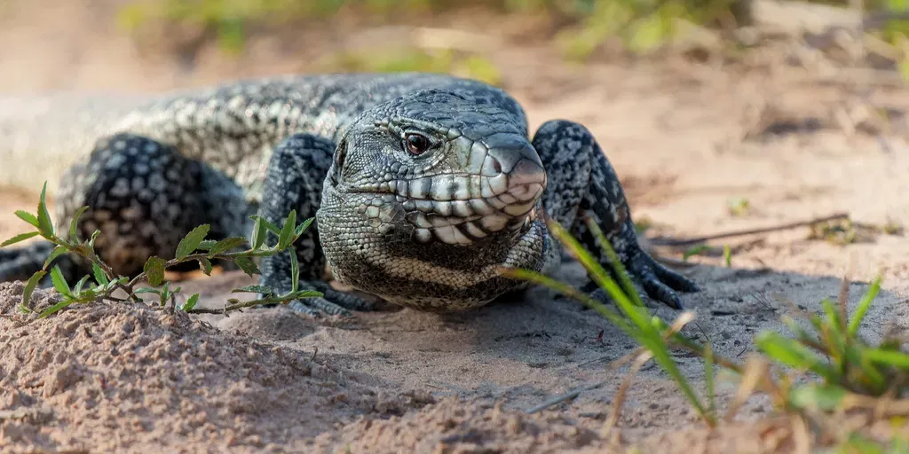 Georgia's Invasive Tegu Crisis: What Pet Owners Need to Know