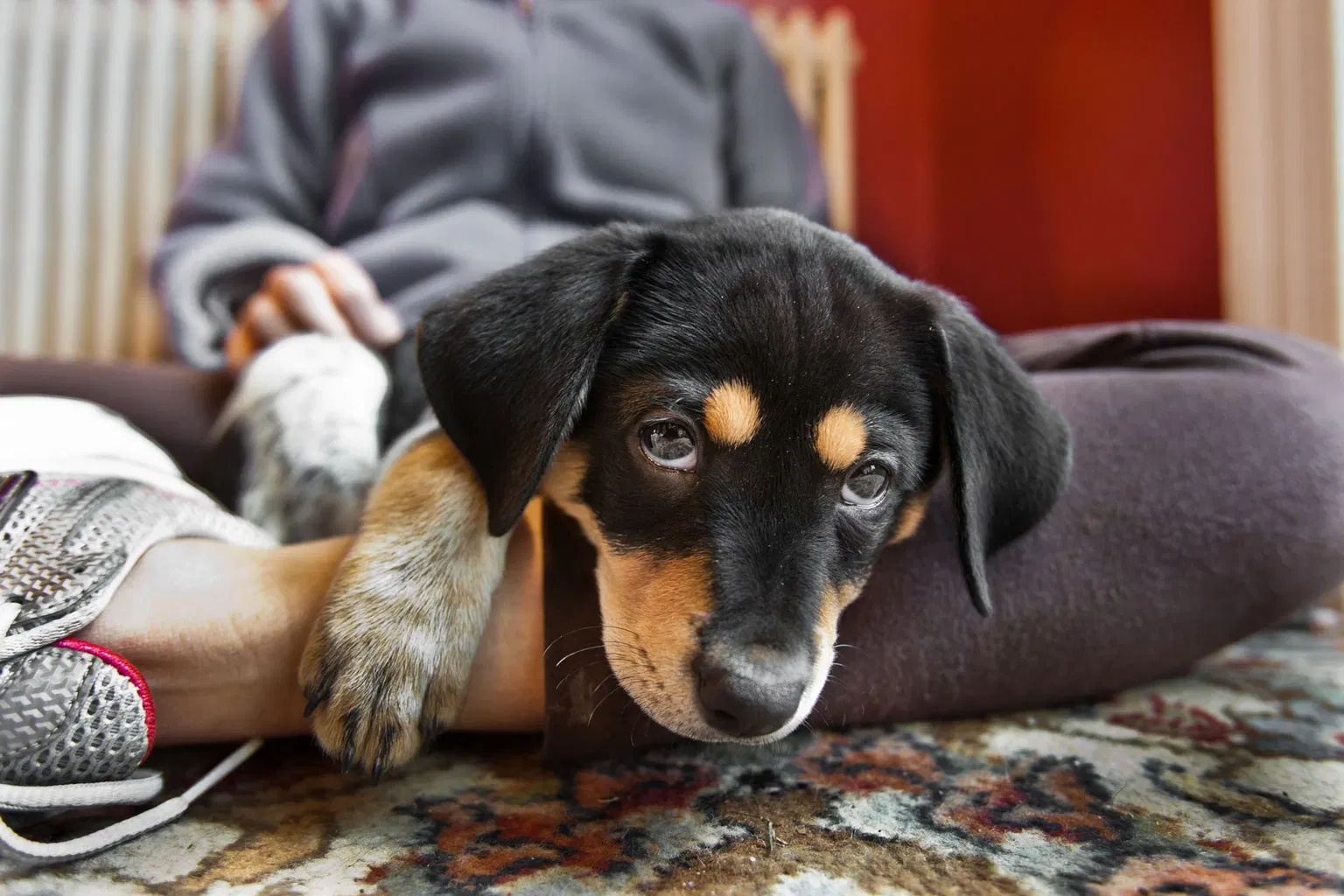 Essential Puppy Care Guide: Expert Tips for First-Time Owners in 2025