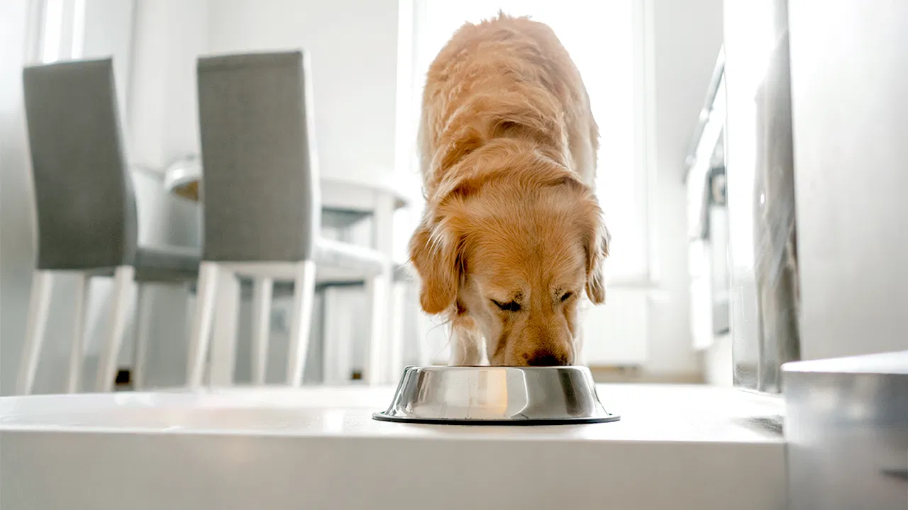 Pet Food Recalled: Major Recalls in 2025-2026 You Need to Know About