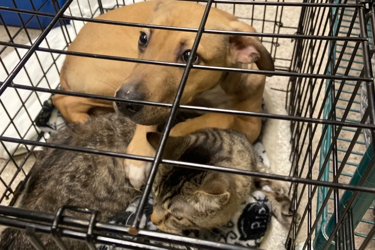 Dog Protects Cat With Paw After Bonded Pair Abandoned Outside Shelter