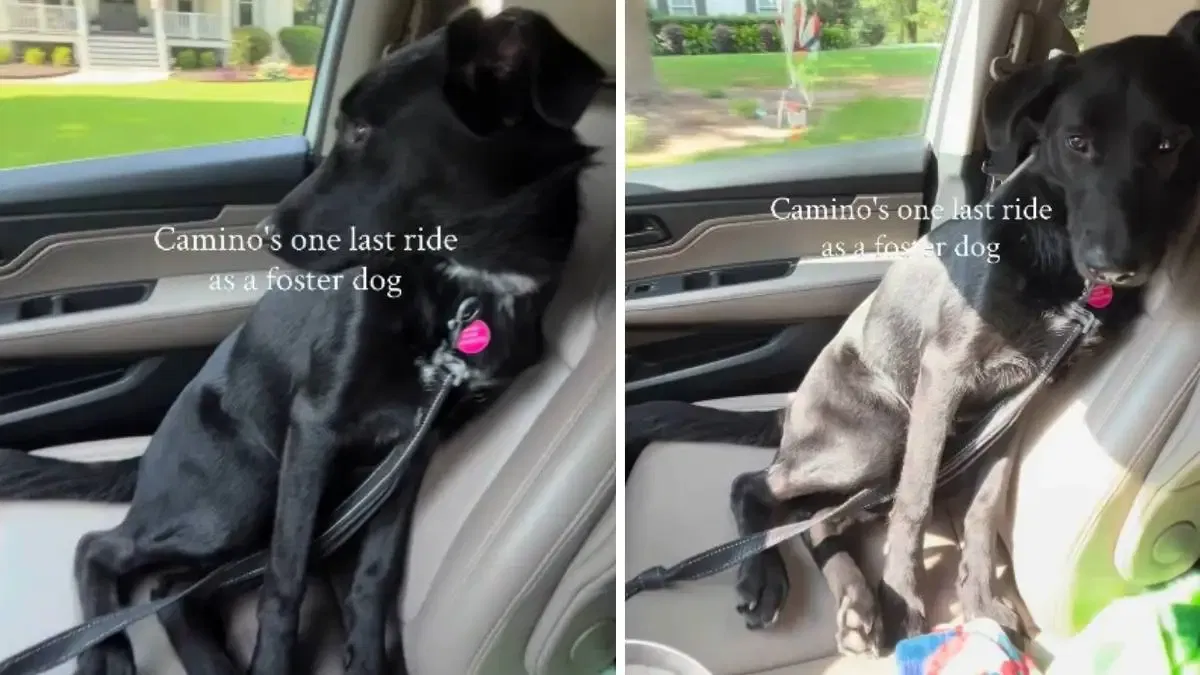 Rescue Dog Camino's Final Foster Ride Goes Viral in Tear-Jerking Adoption Story