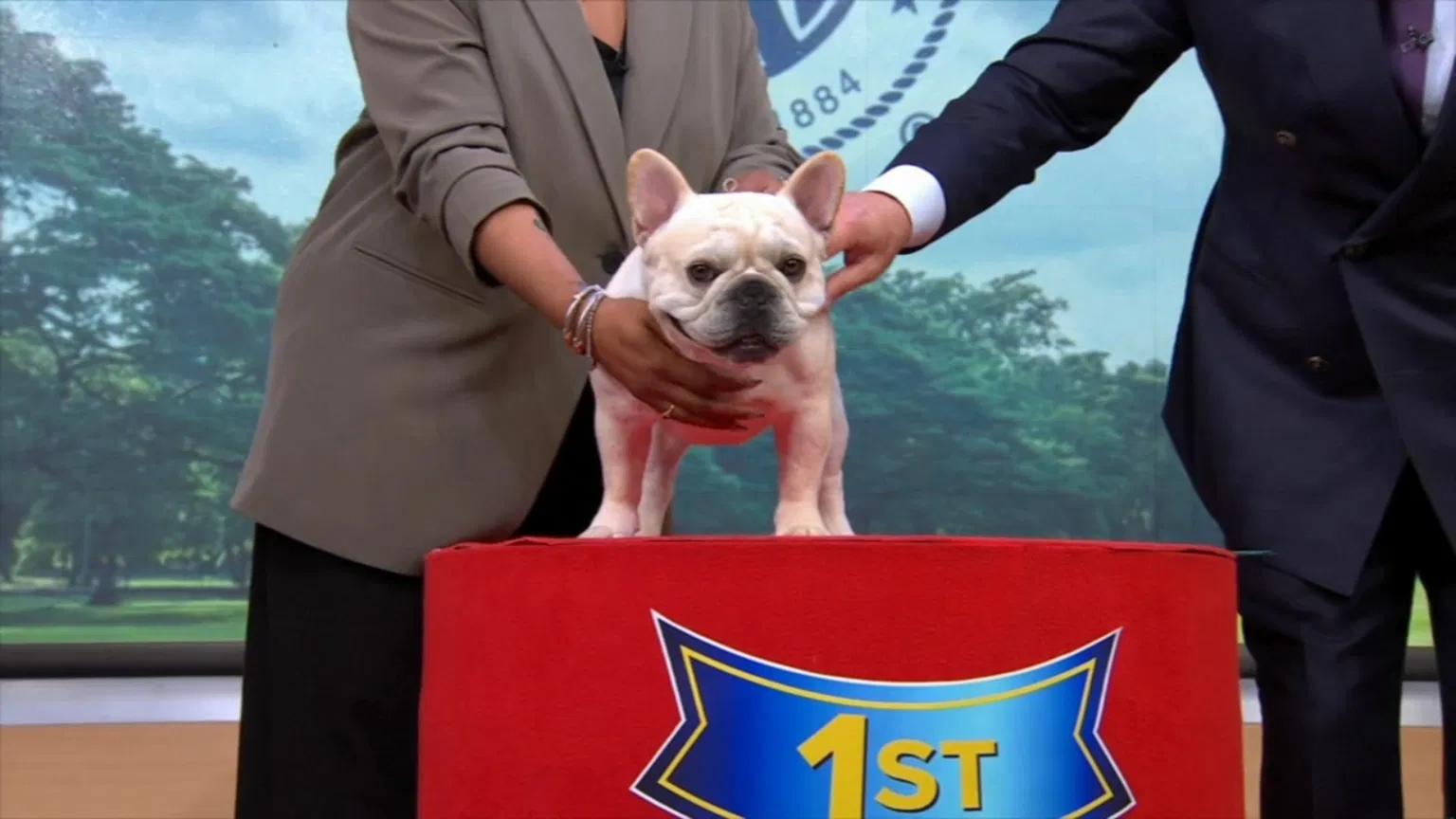 French Bulldog Tops AKC's Most Popular Dog Breeds of 2025 for Fourth Straight Year