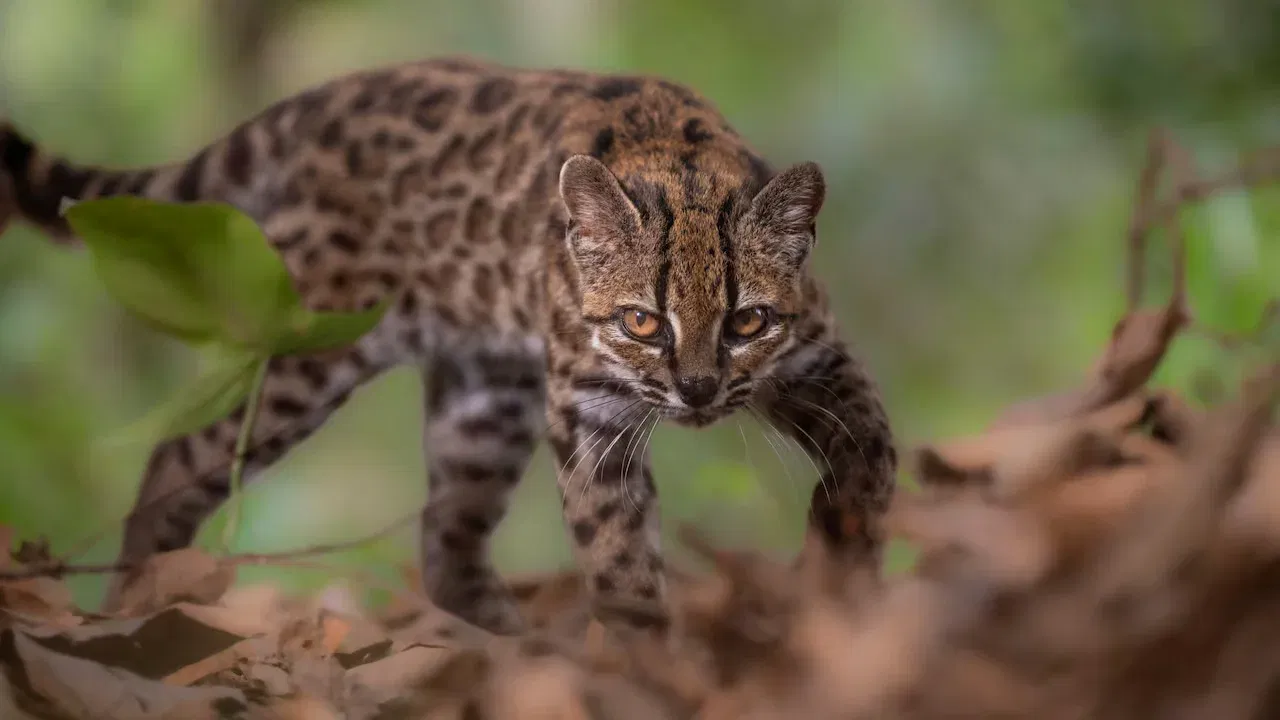 Tilcayo Tiger Cat: First New Cat Species in 100 Years