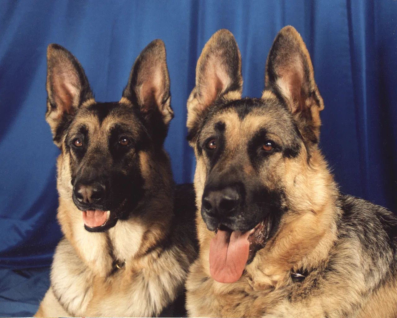 Warhound's $200M Plan to Clone Military Working Dogs