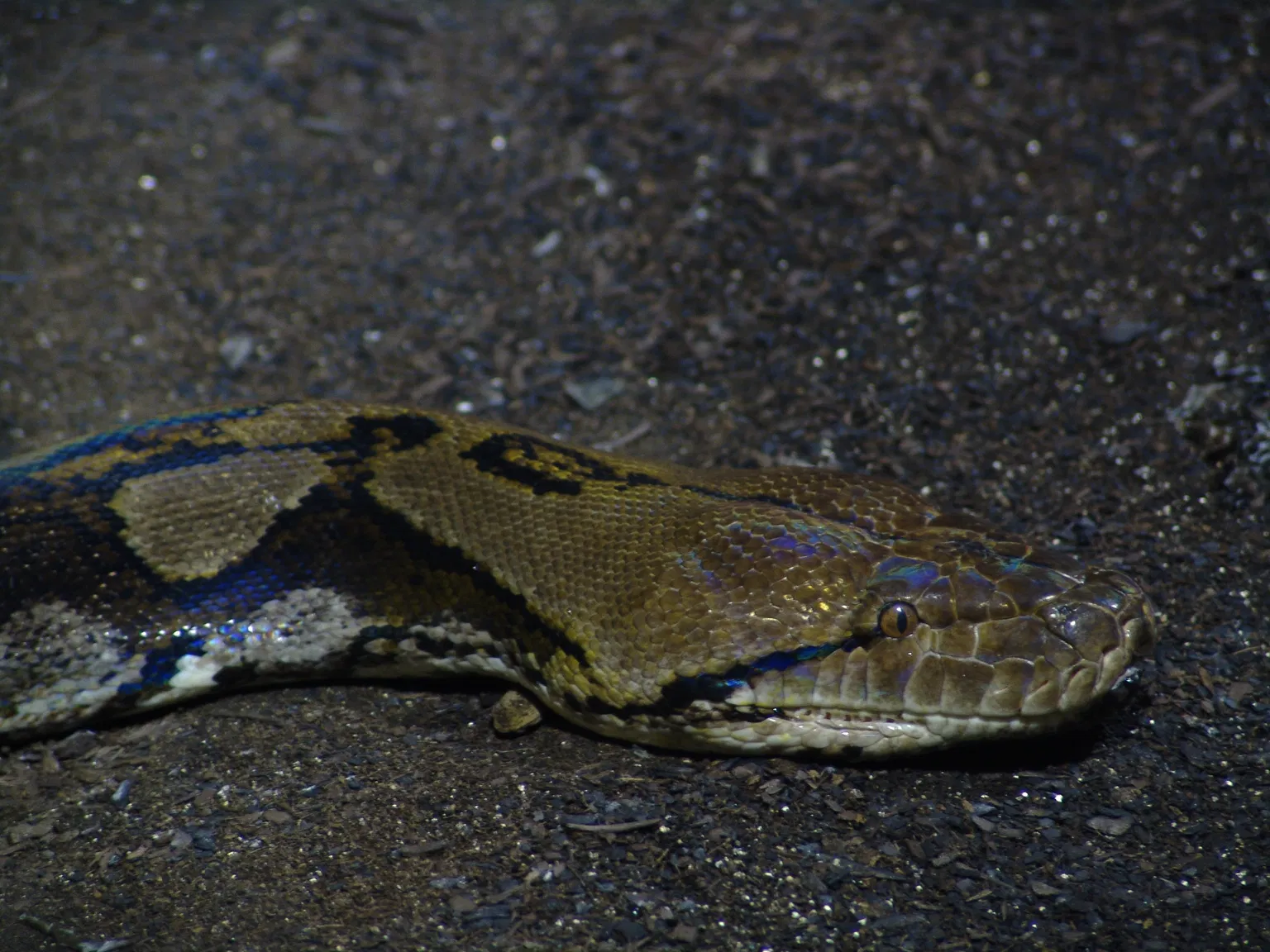 Reticulated Python Caught Eating Pet Cat: What to Know