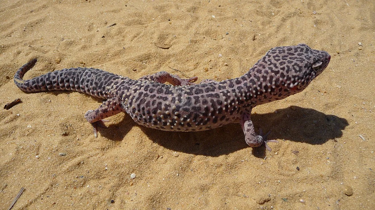 Leopard Gecko Care Guide: Habitat, Diet, and Lifespan