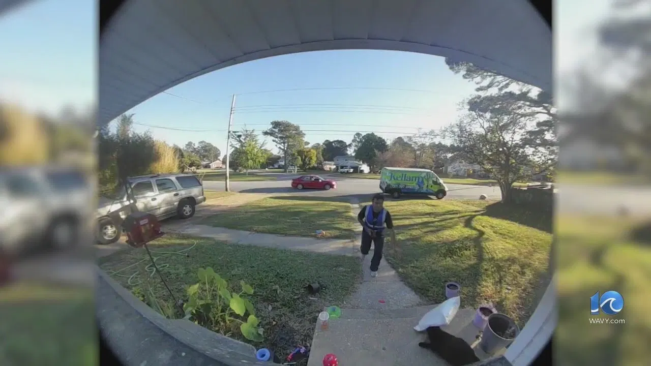 Delivery Driver Throws Package at Cat in Viral Video
