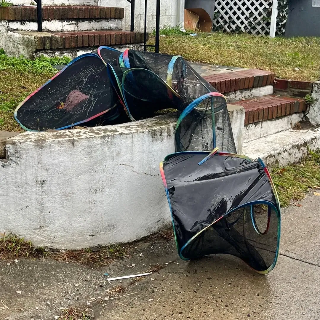 New Jersey Cats Abandoned in Mesh Tunnel Adopted