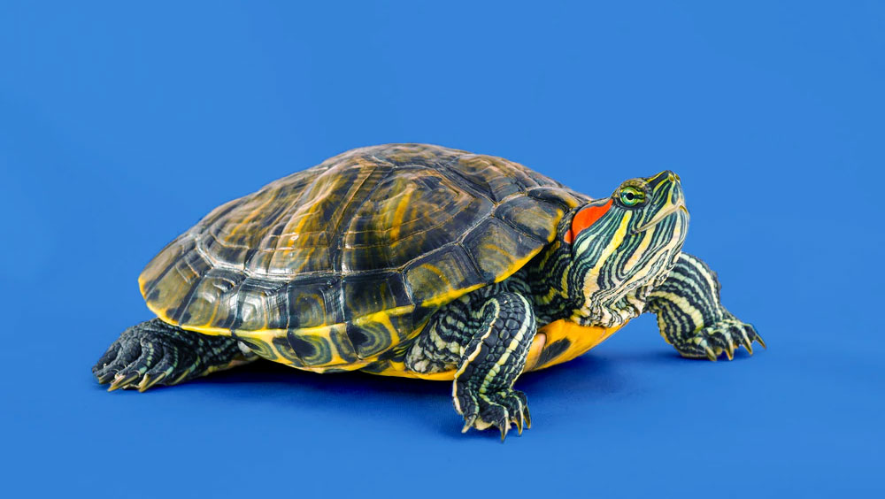 4 Pet Turtles That Stay Small!